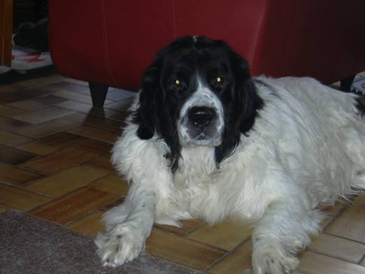 boemel