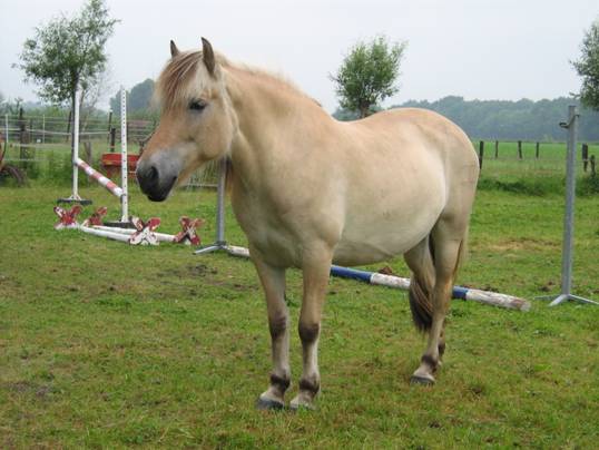 Omaike, lief stabiel Fjordenpaard