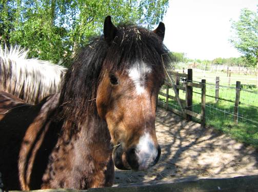 Thunder: de dondersteen